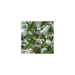  Styrax japonica Fragrant Fountain PP#19,664 Patio, Lawn 