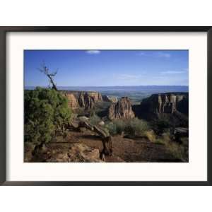  Sunrise Lights up an Old Struggling Juniper at the Edge of 