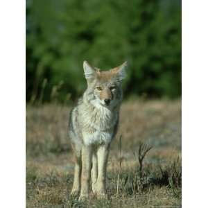 Coyote, Canis Latrans Adult Standing on Forest Edge Yellowstone 