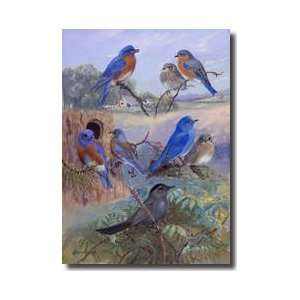  Three Species Of Bluebird And A Catbird Giclee Print