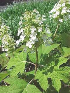 Pee Wee Oakleaf Hydrangea Perennial   Dwarf White  