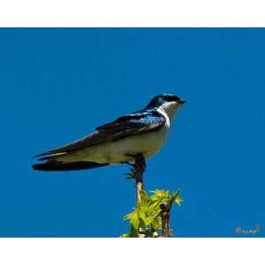  Tree Swallow