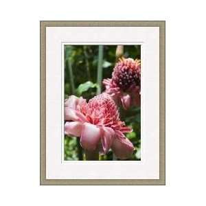   Diamond Botanical Gardens Soufriere Saint Lucia Framed Giclee Print