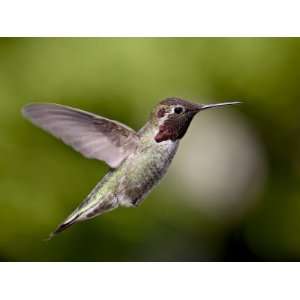  Male Annas Hummingbird (Calypte Anna), Near Saanich 