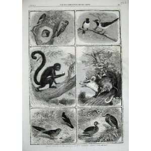  1864 Zoological Birds Oppossum Monkey Woodpecker Animal 