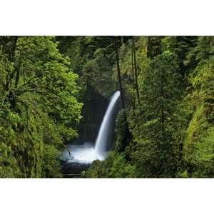   National Forest, Oregon, USA by Chuck Haney, 96x144