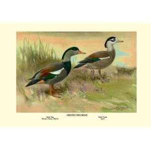  Exclusive By Buyenlarge Crested Sheldrake Ducks 12x18 