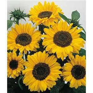  Sunflower, Soraya 1 Pkt. (20 seeds) Patio, Lawn & Garden