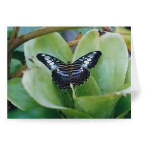  Clipper Butterfly   Greeting Card (Pack of 2)   7x5 inch 