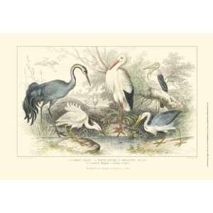 Stewart   Herons, Egrets & Cranes 