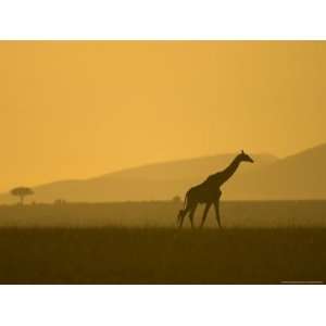Masai Giraffe Walking at Sunset in Masai Mara. Giraffa Camelopardalis 