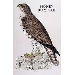  Birds Honey Buzzard Sheet of 21 Personalised Glossy 