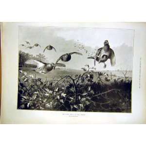   Grouse Shooting Season Drive Hunt Birds Thorburn 1897