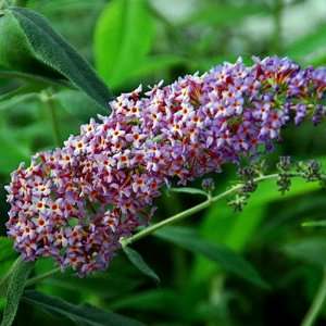   Blueberry Cobbler Butterfly Bush   Buddleia   Potted Patio, Lawn
