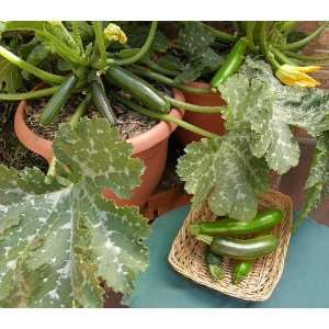  Container Zucchini Astia Seeds Patio, Lawn & Garden