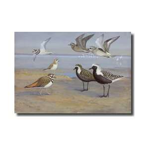 Several Species Of Plovers And Killdeer Giclee Print