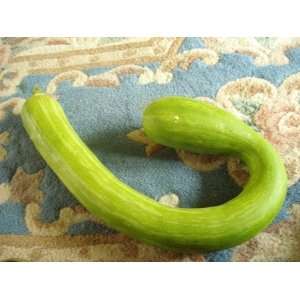  Serpente di Sicilia Gourd