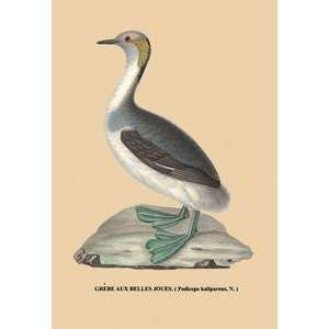 Paper poster printed on 20 x 30 stock. Grebe aux Belles Joues  