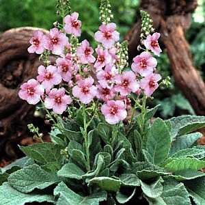   in Pink Verbascum   Very Hardy Perennial 3 pot Patio, Lawn & Garden