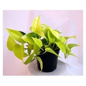   Scindapsus   Easy to Grow Houseplant   4 Pot Patio, Lawn & Garden