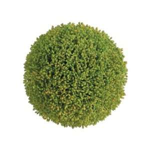  6 Sedum Ball Green (Pack of 6)