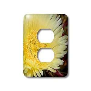   Plant   Top view of Flower   Light Switch Covers   2 plug outlet cover