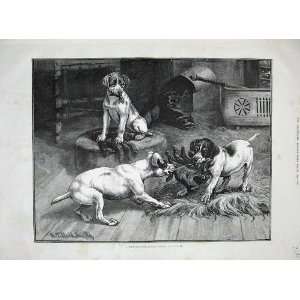  1885 Dadd Fine Art Puppy Dogs Playing Gloves Animals