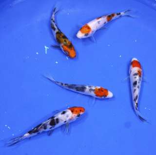 LOT 3 4 TAISHO SANKE Standard Fin Live Koi fish pond garden NDK 