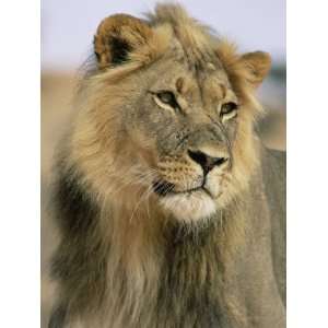  Lion, Panthera Leo, Kalahari Gemsbok National Park, South 