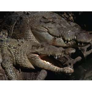 Saltwater Crocodile (Crocodylus Porosus), Kakadu National Park 