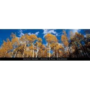  Aspens, Colorado Poster Print