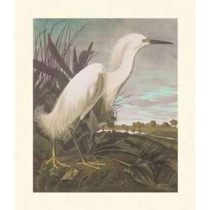  Snowy Heron Or White Egret By John James Audubon Highest 