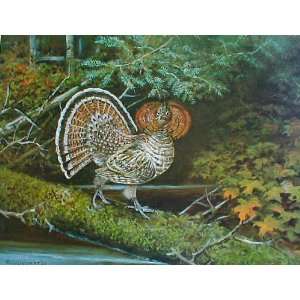  Owen Gromme   Ruffed Grouse   Red Phase