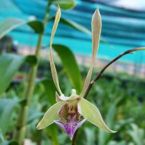  D484 Orchid Plant Dendrobium bicaudatum Pot Pack MEDIUM 
