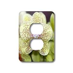 Kike Calvo Orchids   Phalaenopsis Moth is a vibrant garden 