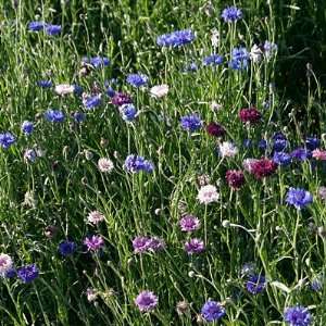 Organic Cornflower or Bachelor Button Seeds Patio, Lawn 