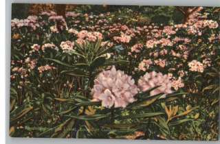 Linen Postcard Rock City Gardens,Tennessee FlowersTN  