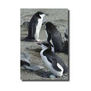 Chinstrap Penguins Sitting On Eggs Baily Head Deception 