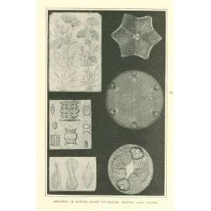  1903 Plants Made of Crystal Diatoms illustrated 