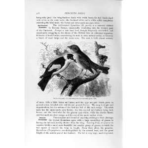   HISTORY 1894 95 RED BREASTED FLY CATCHERS BIRDS