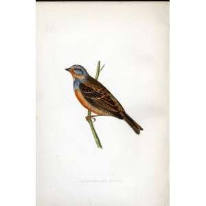  CretzschmaerS Bunting Bree H/C 1875 Old Prints Birds 
