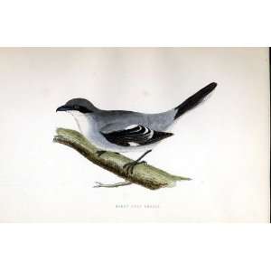  Great Grey Shrike Bree H/C 1875 Old Prints Birds Europe 