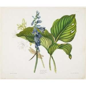  Robert Havell   24 x 20 inches   Common Hostas and English Dragon Fl