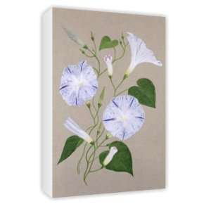  Convolvulus Cneorum by Frances Buckland   Canvas   Medium 