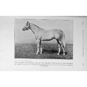    1913 Photograph Stallion Roi Herode Tetrarch Horse