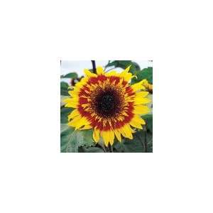  Sunflower The Joker Seeds Patio, Lawn & Garden