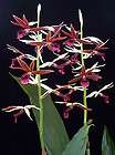   Rabins Raven Terrestrial Orchid Hybrid Plant [ [PHA003