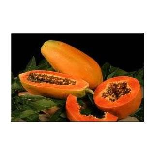  Papaya 10 Seeds/Seed   Carica papaya   Fruit Patio, Lawn 