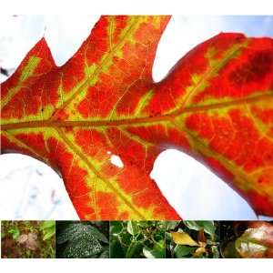  Miette Michie Photography Note Cards Leaves Office 