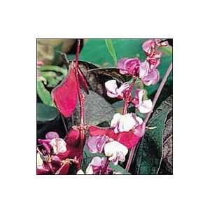  Hyacinth Bean, Ruby Moon Patio, Lawn & Garden